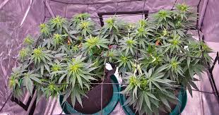 Regular Autoflower Seeds USA A Comprehensive Guide Regular Autoflower Seeds USA A Comprehensive Guide