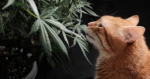Regular Autoflower Seeds USA A Comprehensive Guide Regular Autoflower Seeds USA A Comprehensive Guide
